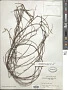 Muehlenbeckia ephedroides Hook. f.