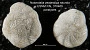 Notorotalia zealandica var. rotunda Vella, 1957