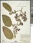 Pleroma heteromallum (D. Don) D. Don