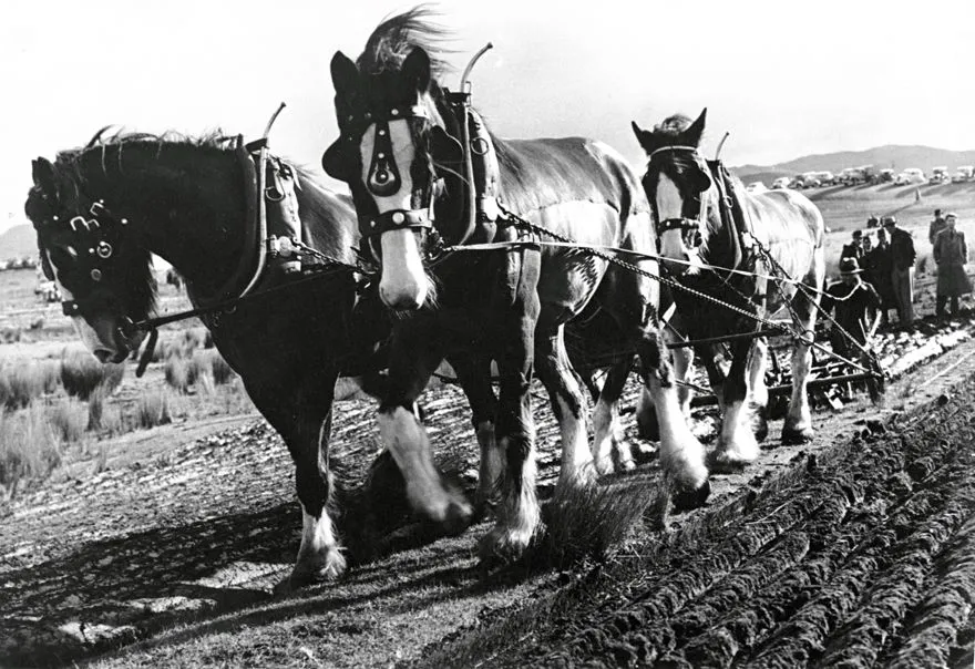 Clydesdale Ploughing Team at Work