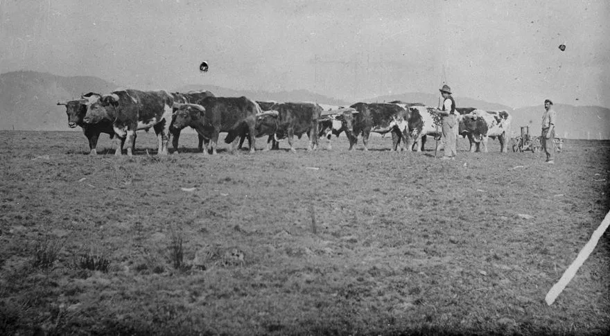Bullocks at Miranui Flaxmill, near Shannon