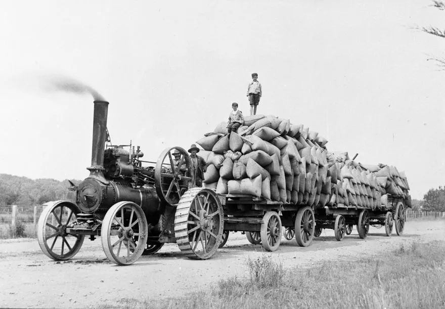 A traction engine hauling three wagon loads of grain