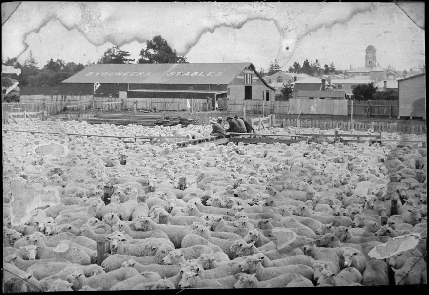 Sheep at Feilding Saleyards