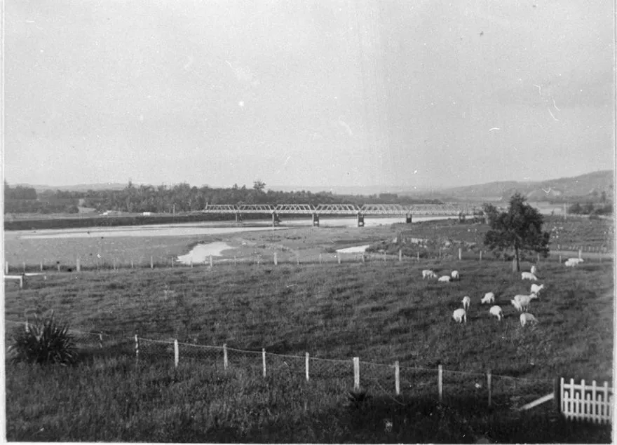 Sheep grazing near the Ashhurst Bridge