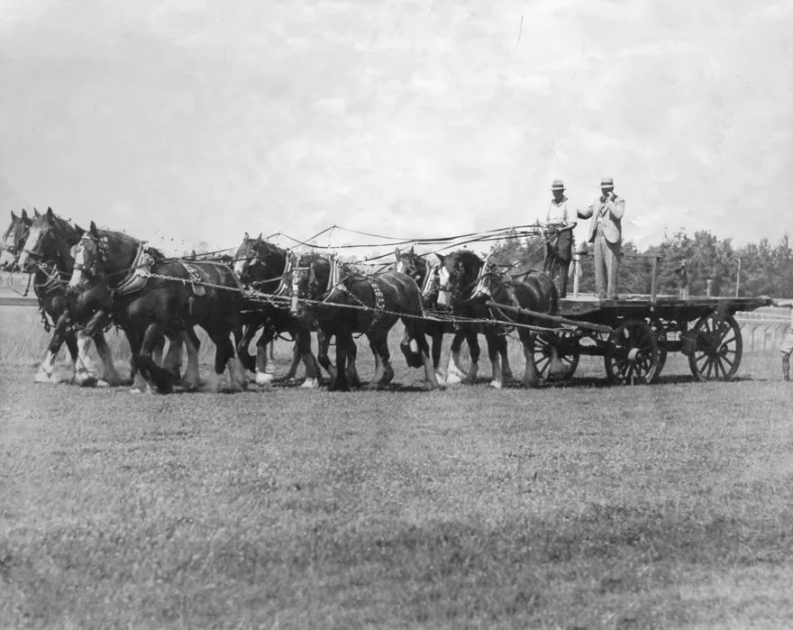 Roy Craig's Team of Clydesdales