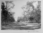 Road to Orion Downs, [Queensland, c1907 to 1908]