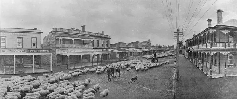 Sheep being driven along Victoria Street