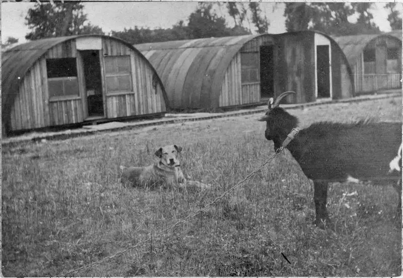 Goat and dog outside Nissin huts