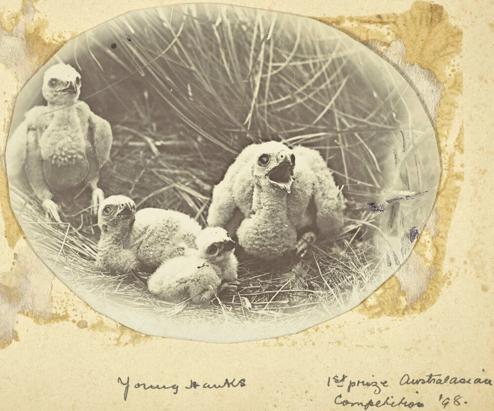 Young hawks