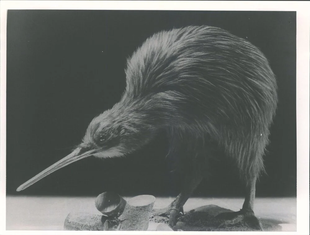Kiwi