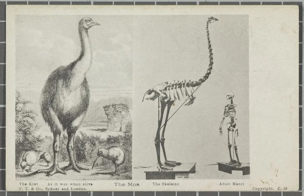 Kiwi and Moa