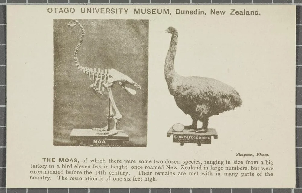 Moas, Otago University Museum, Dunedin, New Zealand