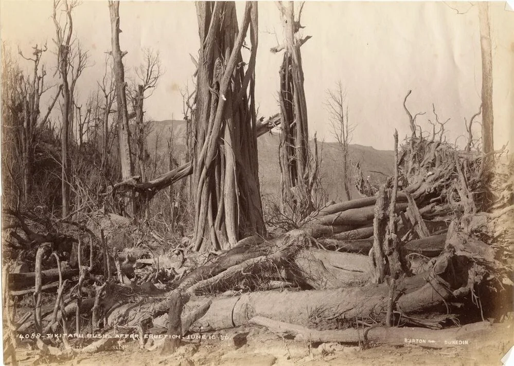 Tikitapu Bush after Eruption June 10 1886