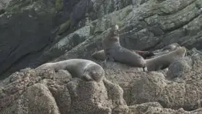 How did fur seals get their name?