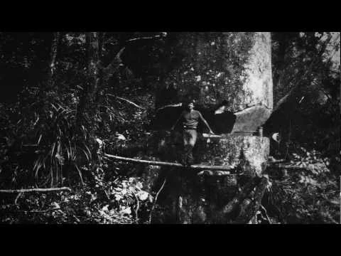 Matakohe kauri - Roadside Stories