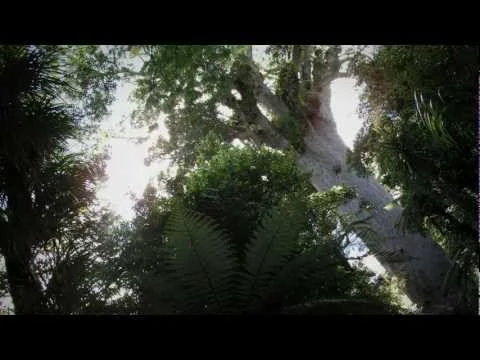 Waipoua Forest, home of giant trees - Roadside Stories