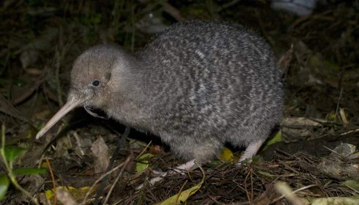 Animals (New Zealand)