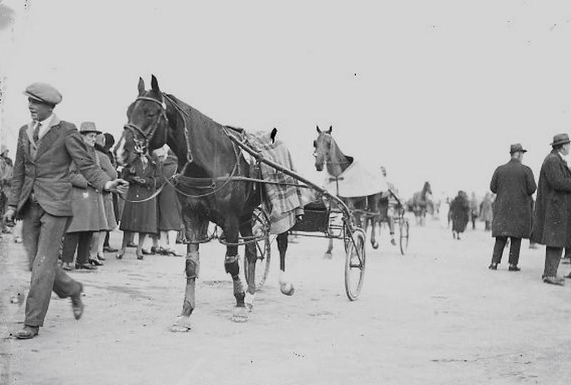 Sport. Horse Racing. Trotting Horses and Sulkies Walking Through Crowd. Addington Raceway, Christchurch, Canterbury, New Zealand