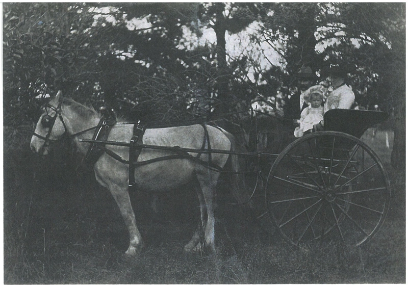 Elsie, Joe and Athol Hemming in a pony and trap