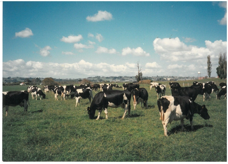The dairy herd at Warwick Hoyte's town milk supply