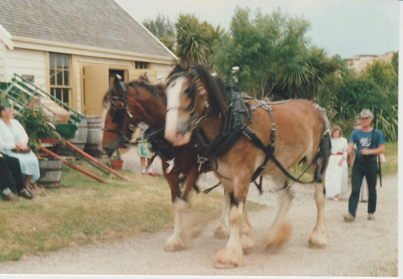 Paul Halverson and his two Clydesdale horses.