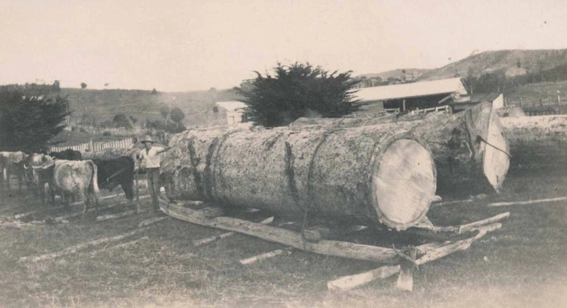 Bullock Team Hauling Logs