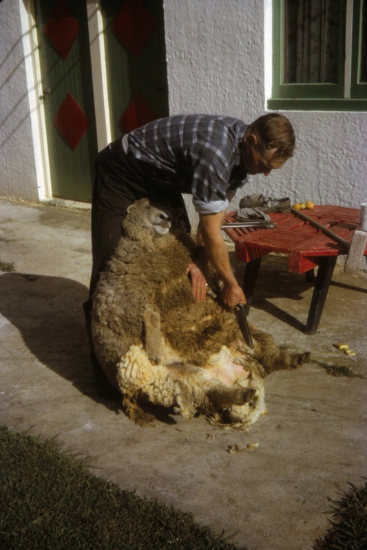 Hand Shearing Sheep