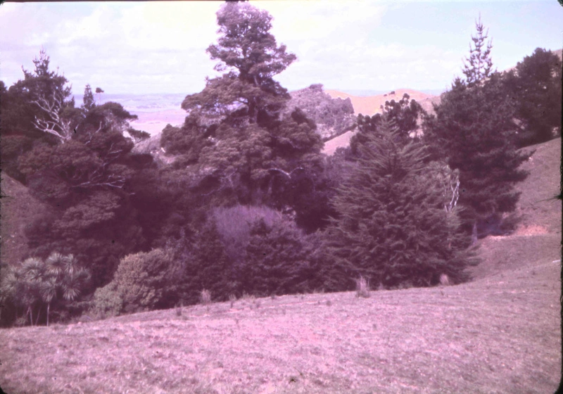 Hannah's Hill