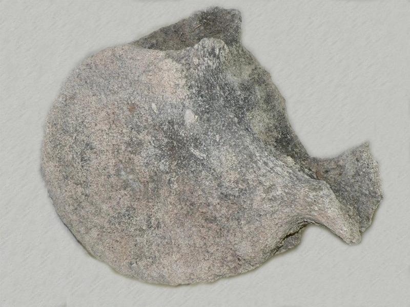 Whale Vertebrae.