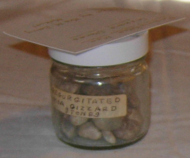 Regurgitated Moa Gizzard Stones