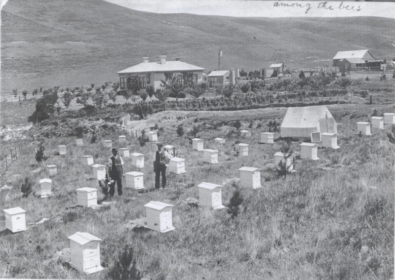 Beehives at Hamilton residence, Ikawai