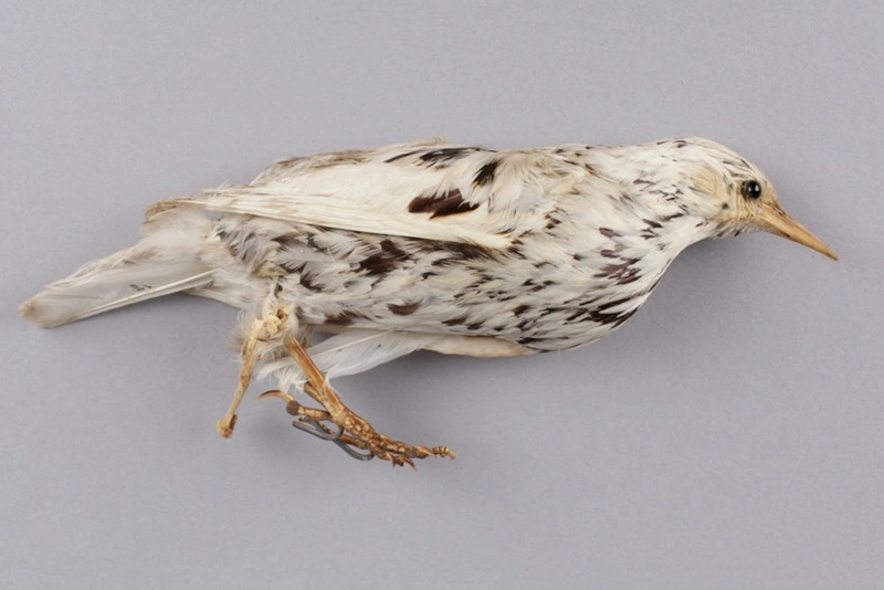 Taxidermy, Pied blackbird