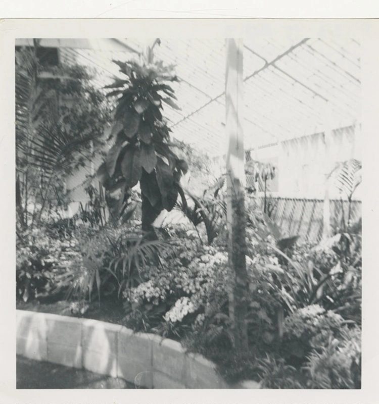 Photograph, Winter Gardens Invercargill