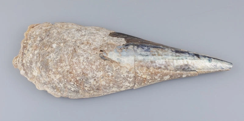 Shell, Horse mussel