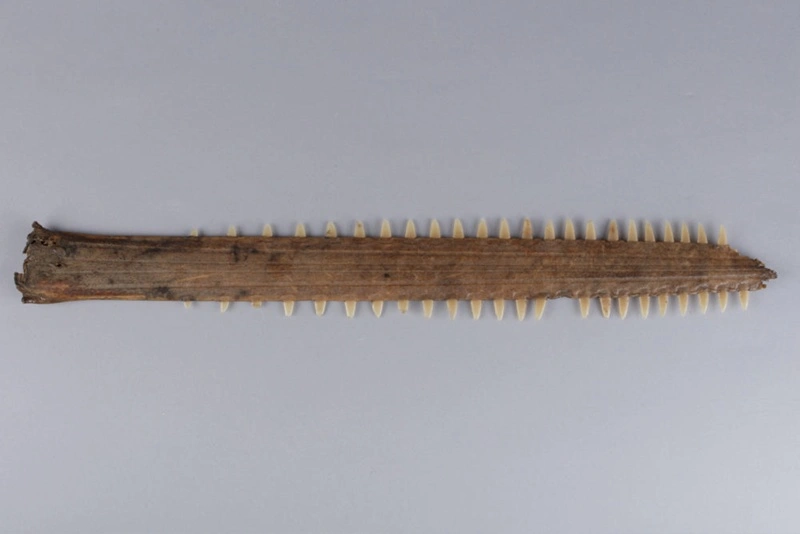 Sawfish bill (rostrum)