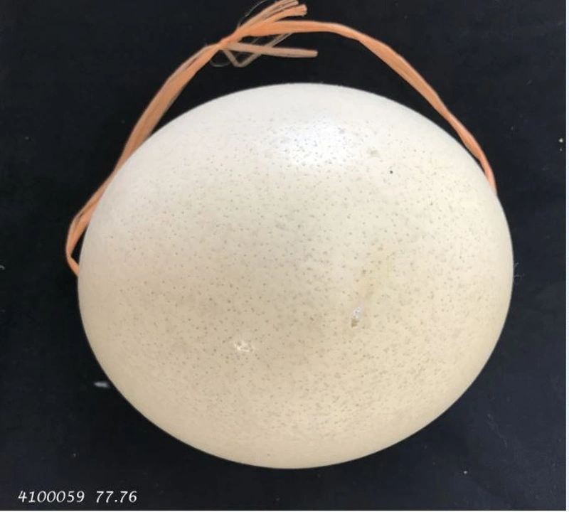 Egg, shell Ostrich