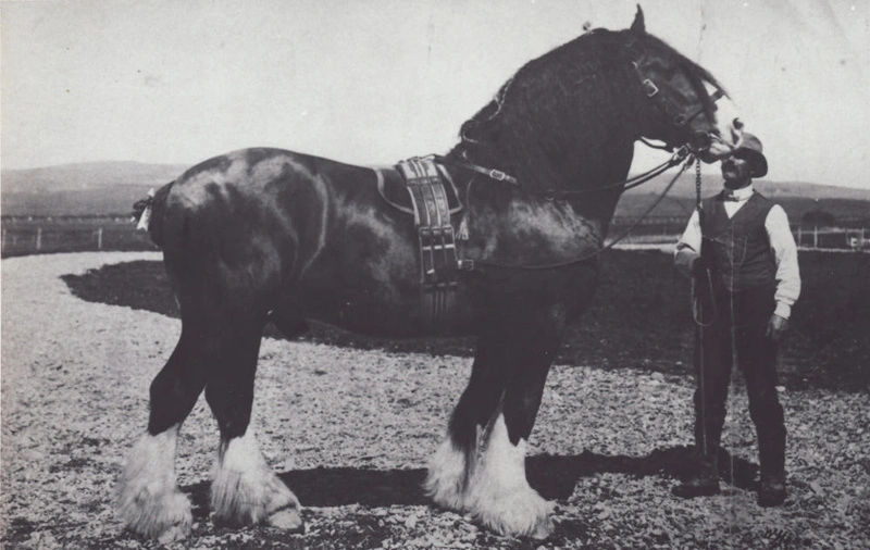 Photograph [Awa Moa II, Clydesdale with Jack Sayers]