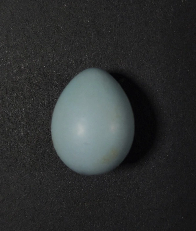Hedge sparrow (dunnock) egg
