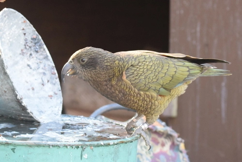 Kea