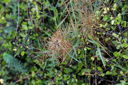 Plants