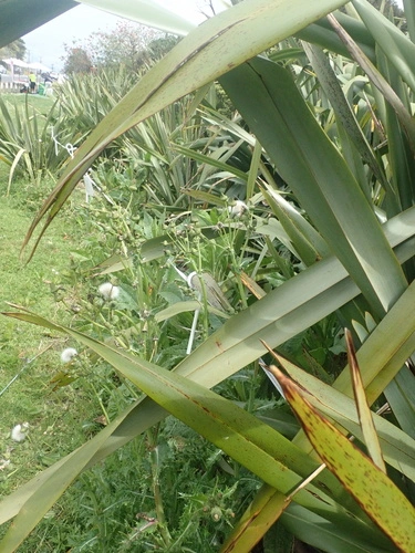 Phormium tenax