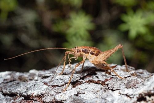 Camel Crickets, Cave Crickets, and Cave Weta