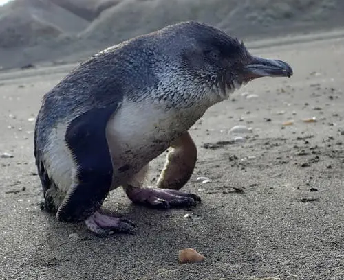 Little Penguin