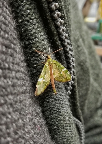 Tatosoma topea