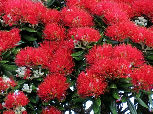 Pohutukawa