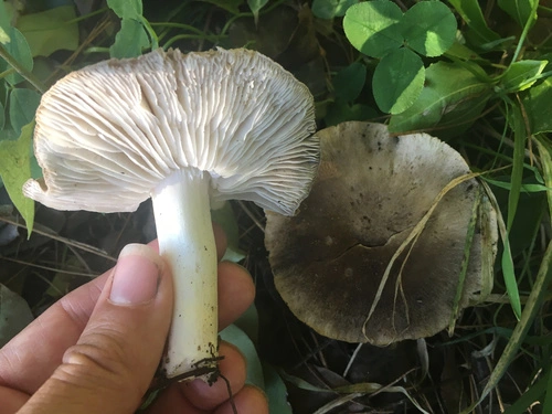 gilled mushrooms