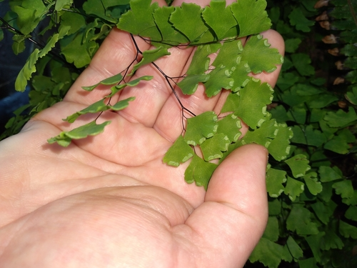 black maidenhair fern