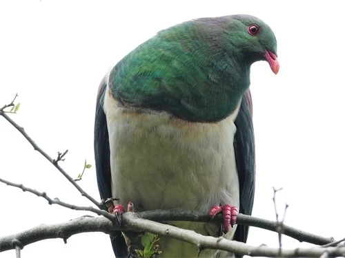 New Zealand Pigeon