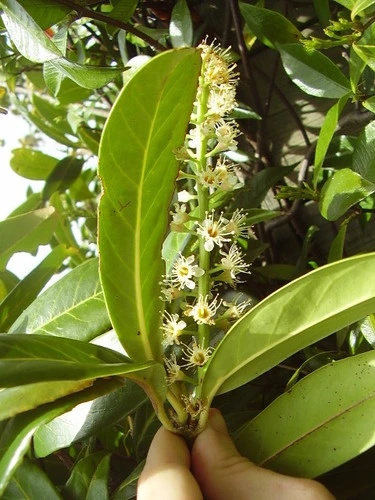 Cherry laurel