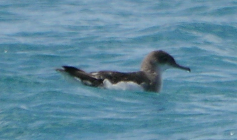 Fluttering Shearwater (Puffinus gavia)